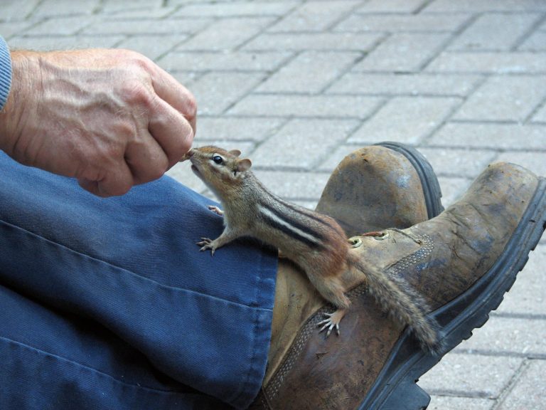 Five tips to protect your home from chipmunk damage - Dear Monty